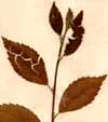 Ulmus pumila L., närbild x3