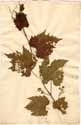 Vitis vinifera L., framsida